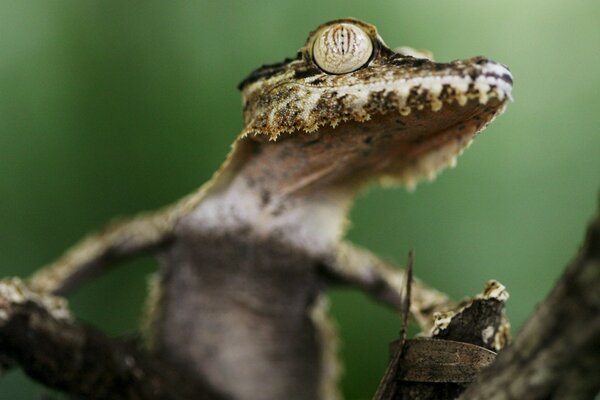 Macro photo of a gecko on a tree in the forest