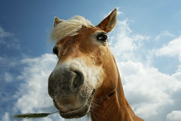 The horse holds a spikelet in its teeth