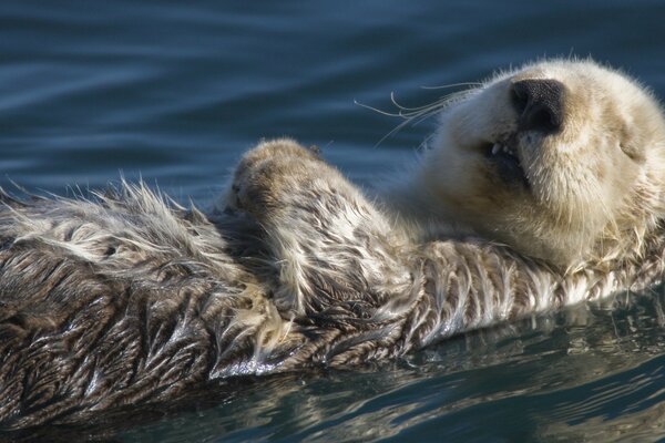 Castor dormant sur l eau