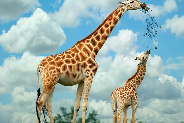 Giraffe kaut Gras in der Natur