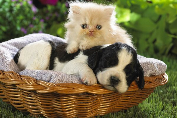 Foto de la amistad de un cachorro y un gatito sagrado en una cesta