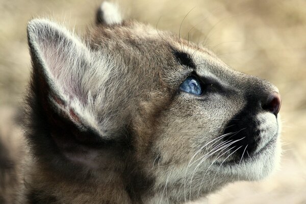 Puma gatito con hermosos ojos azules