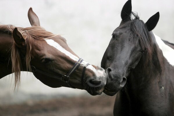 Amor y cuidado entre caballos