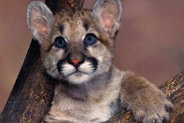 Couguar Cub avec des yeux bleus