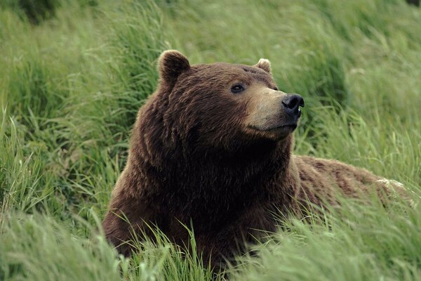 Oso Pardo descansando en la hierba