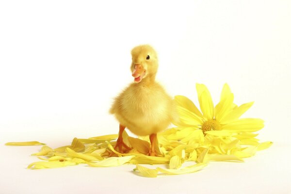 Yellow duckling with a flower on a white background