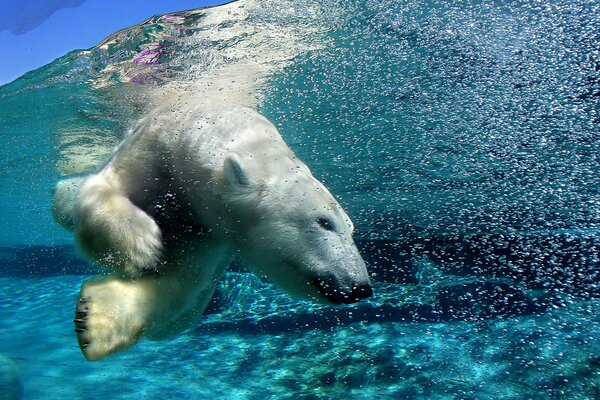 Foto de un oso bajo el agua en el Ártico