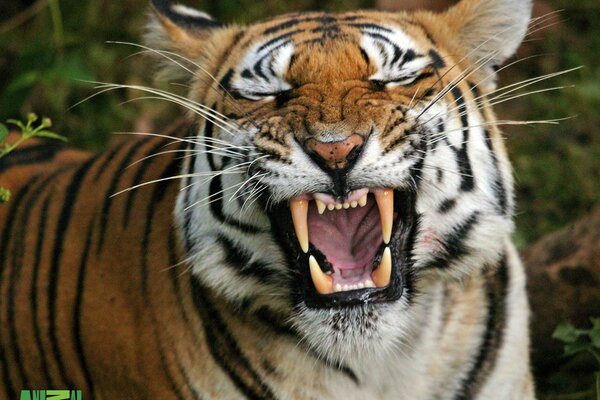 Tigre a bocca aperta