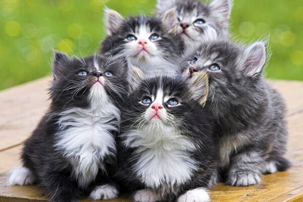 Cute kittens look up