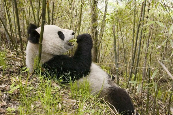 Panda en la naturaleza se acuesta y come bambú