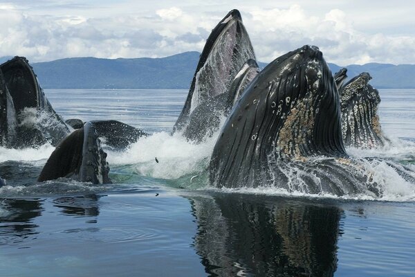 A colony of whales on the surface of the water