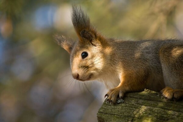 The red squirrel looks down with interest