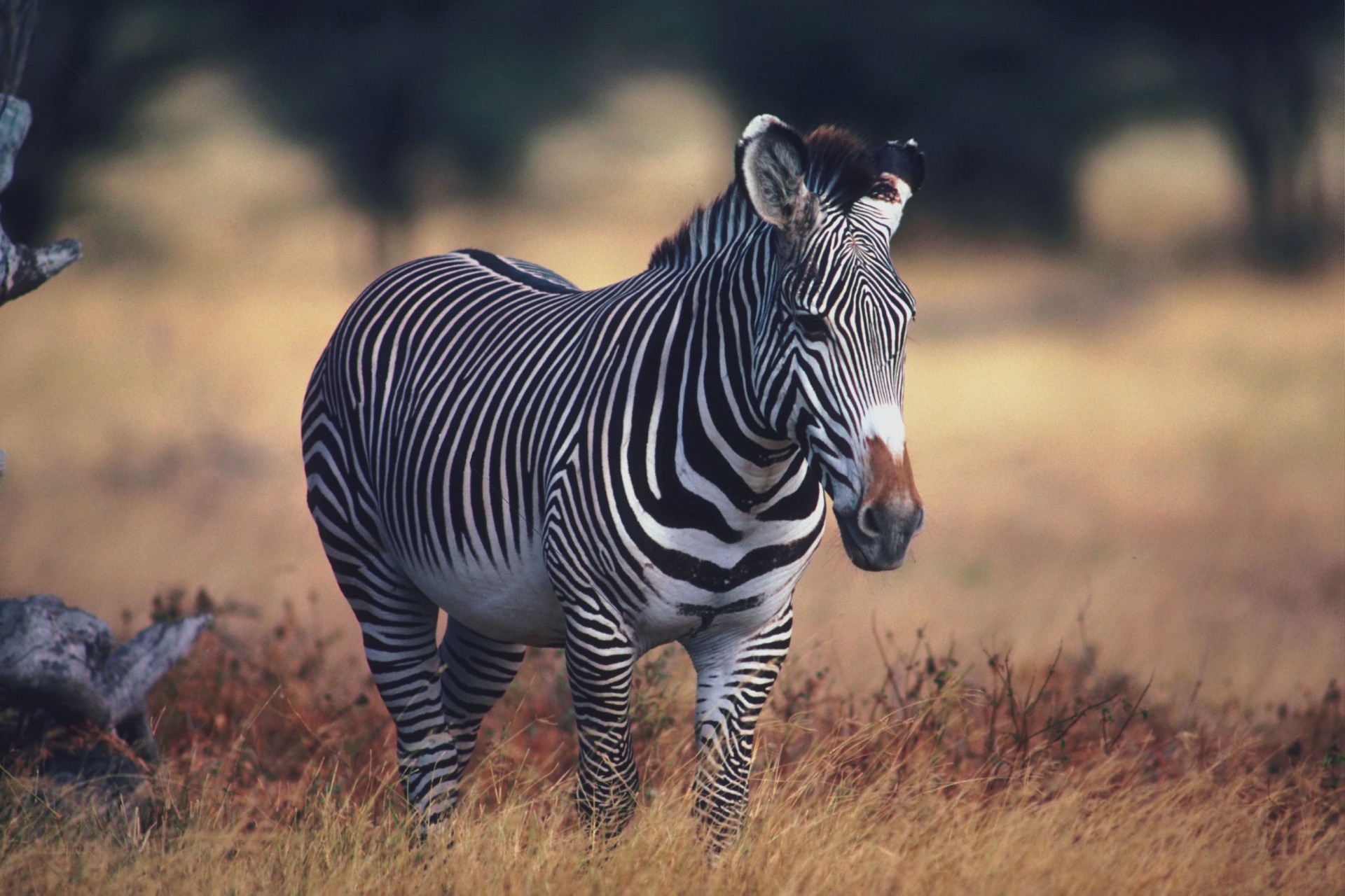 zebra africa of the strip