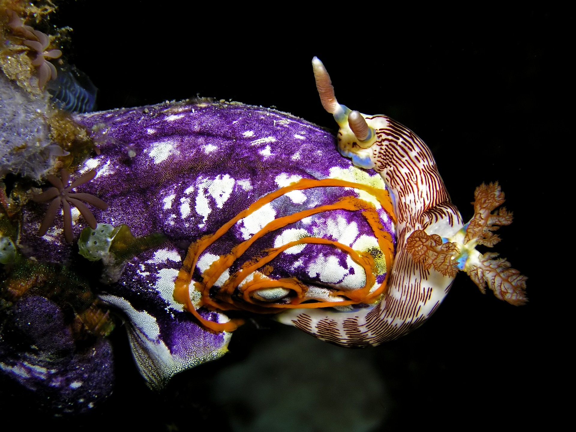 mollusco mare viola