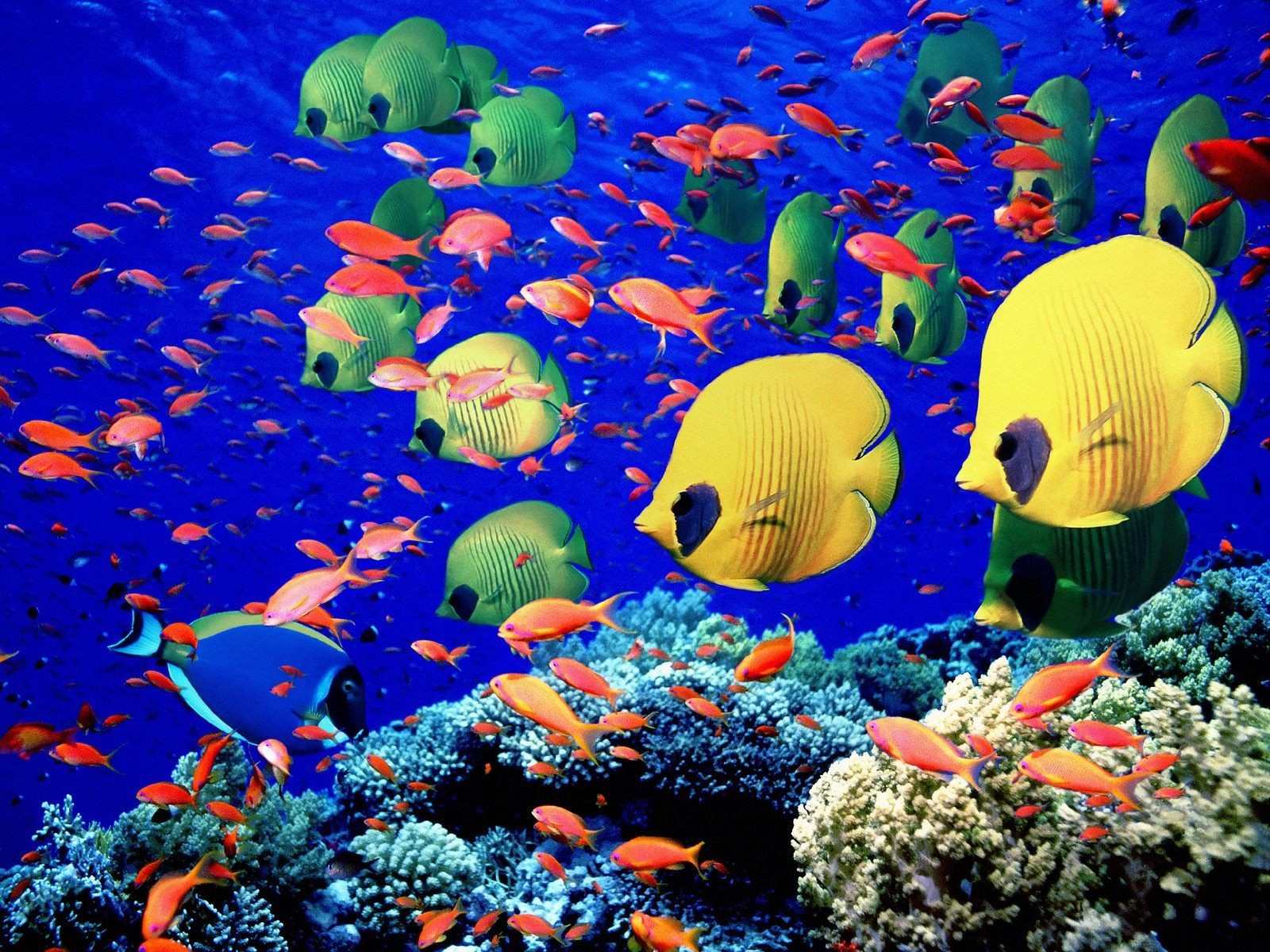 colored fish underwater world coral