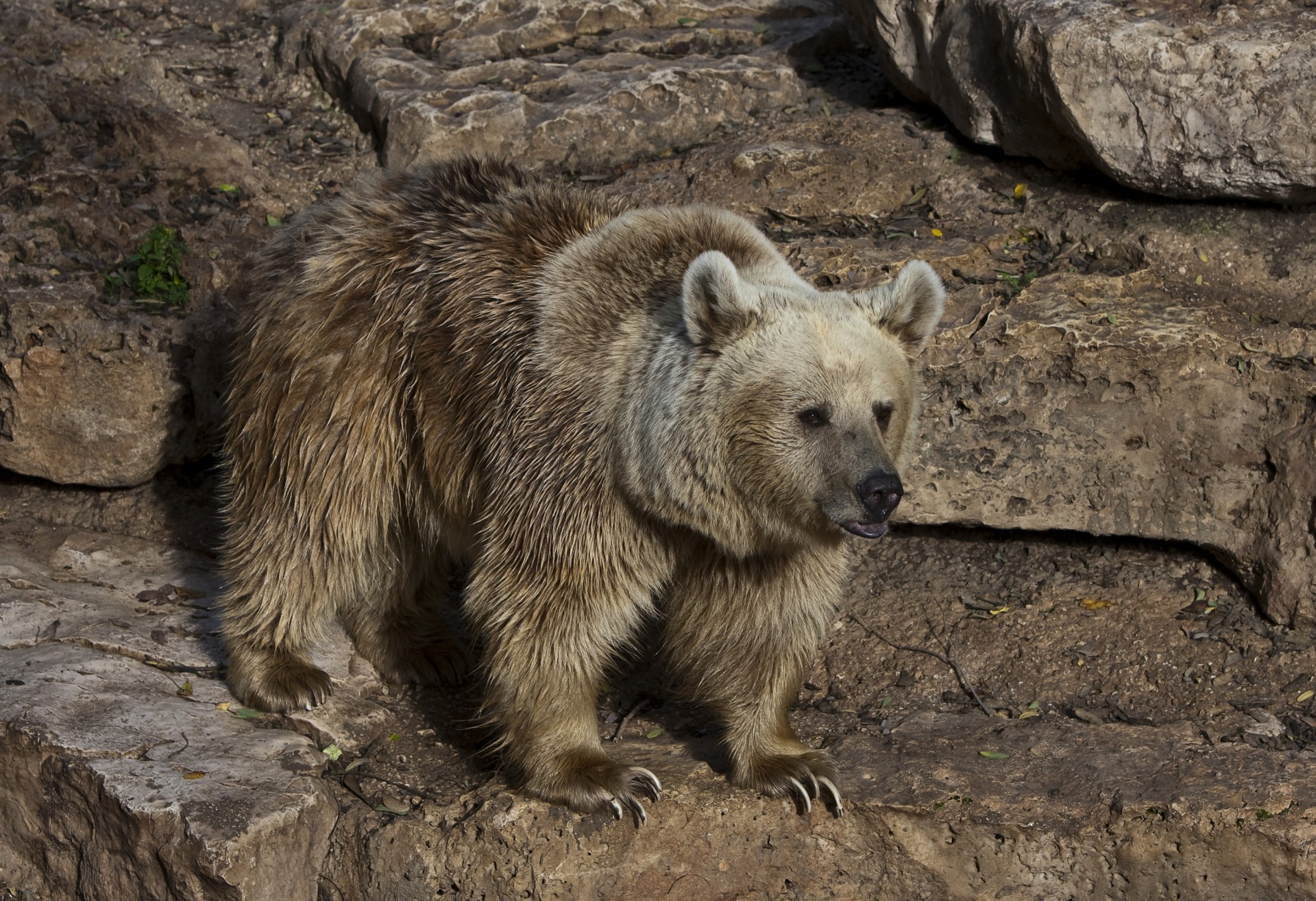 oso garras pie zambo potapych marrón sergeydolya