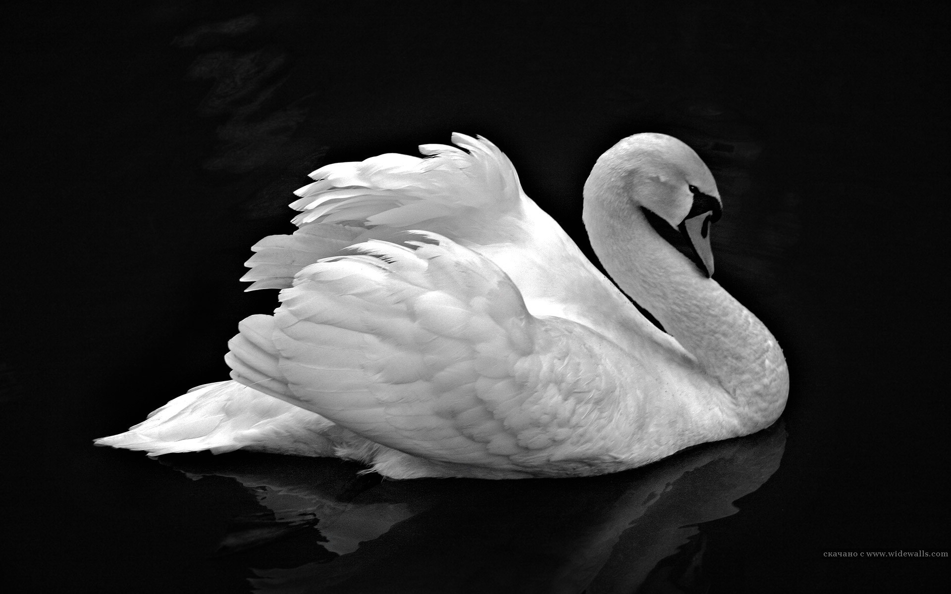 bianco e nero cigno acqua