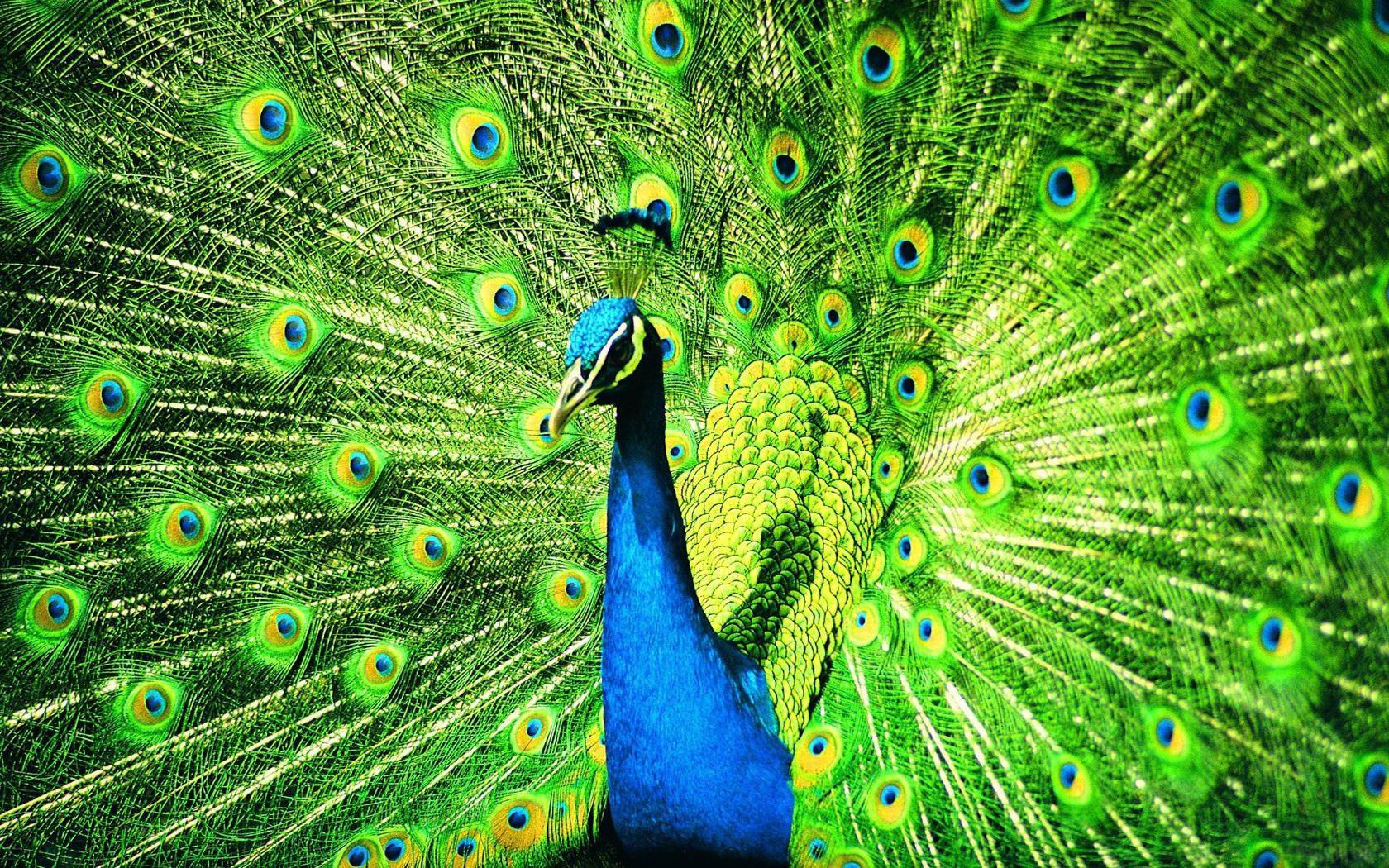 pavo real pájaro plumas cola