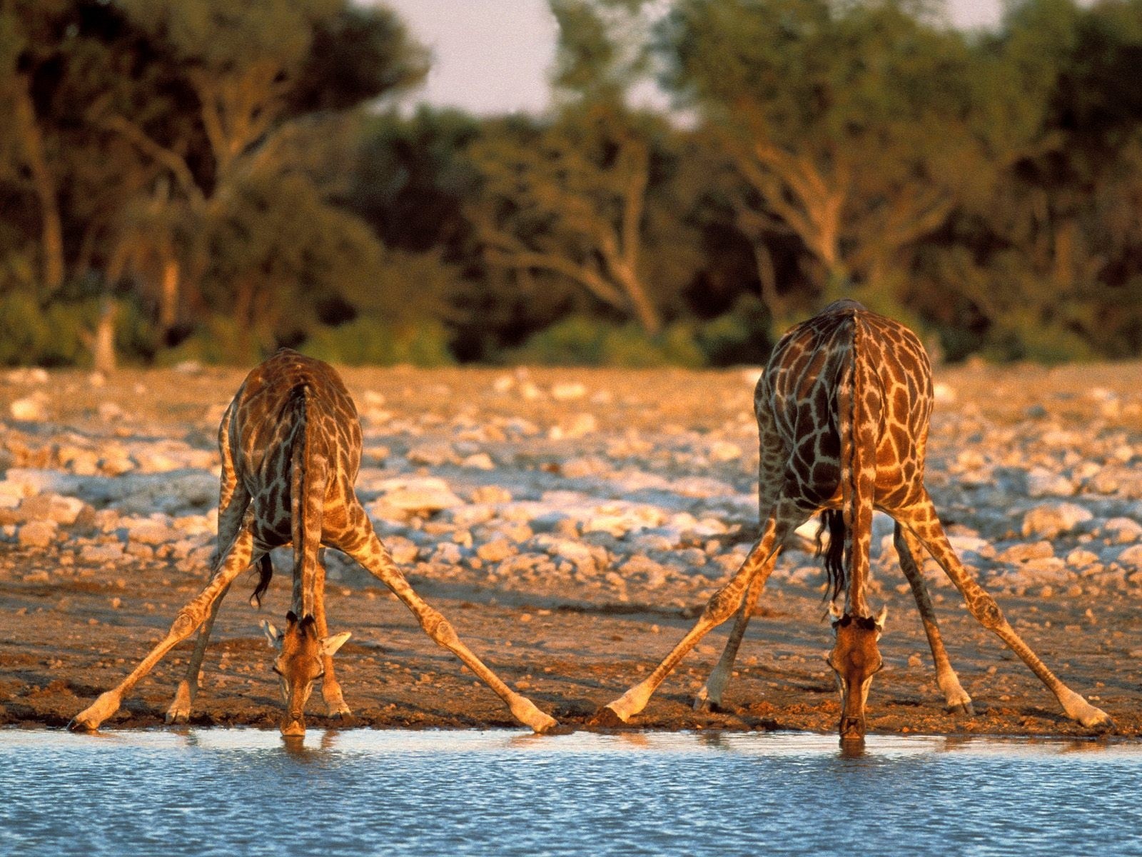 giraffes watering feet