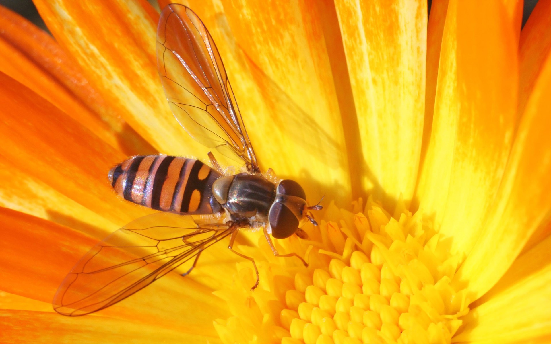 wasp flower yellow close up