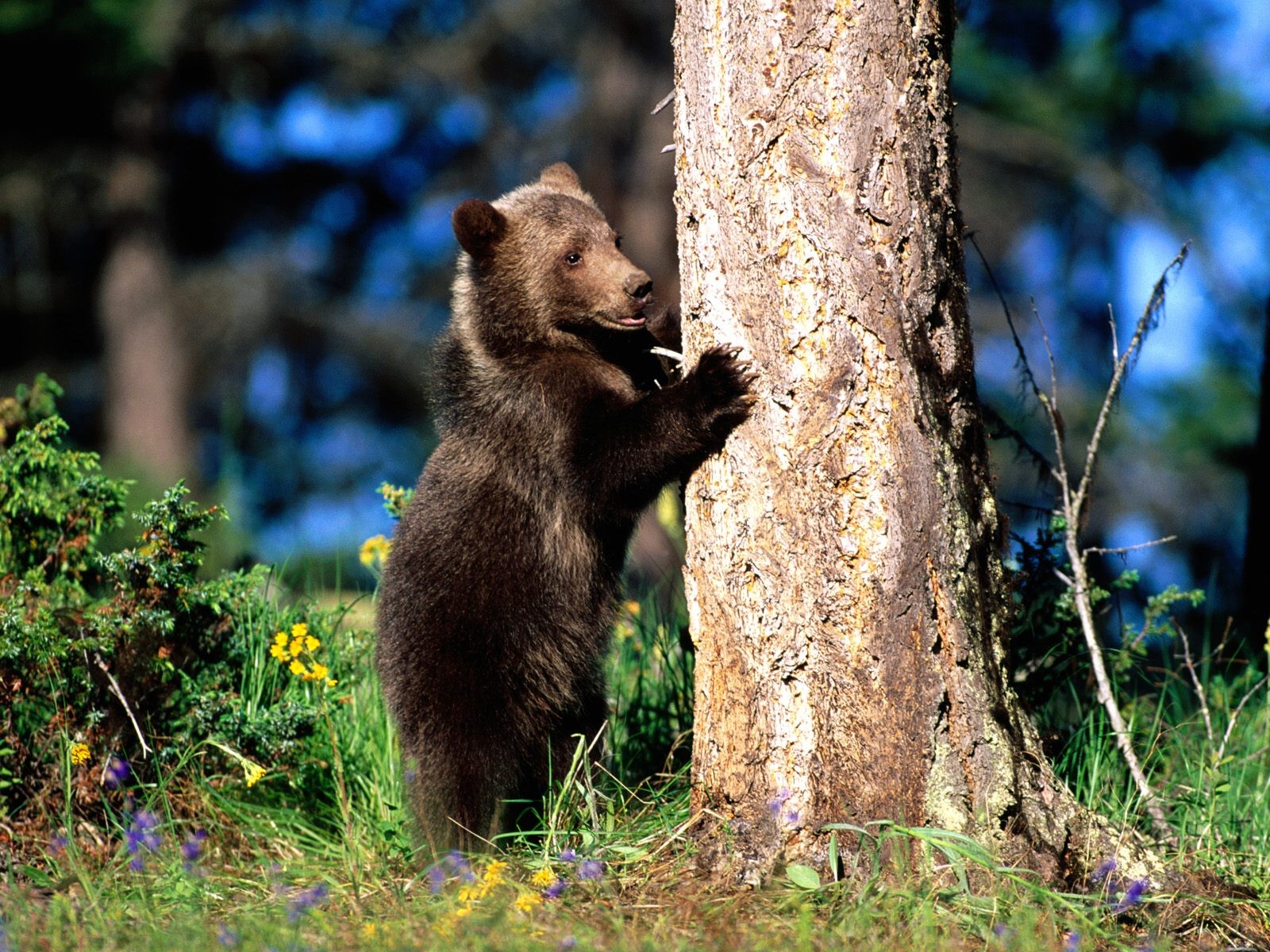 oso garras = árbol bosque