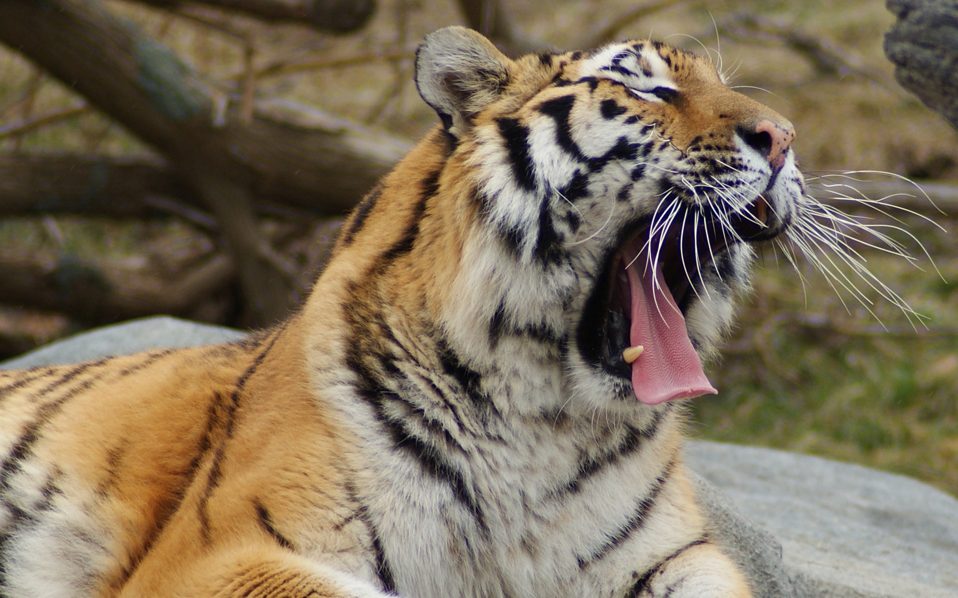 tigre bouche langue