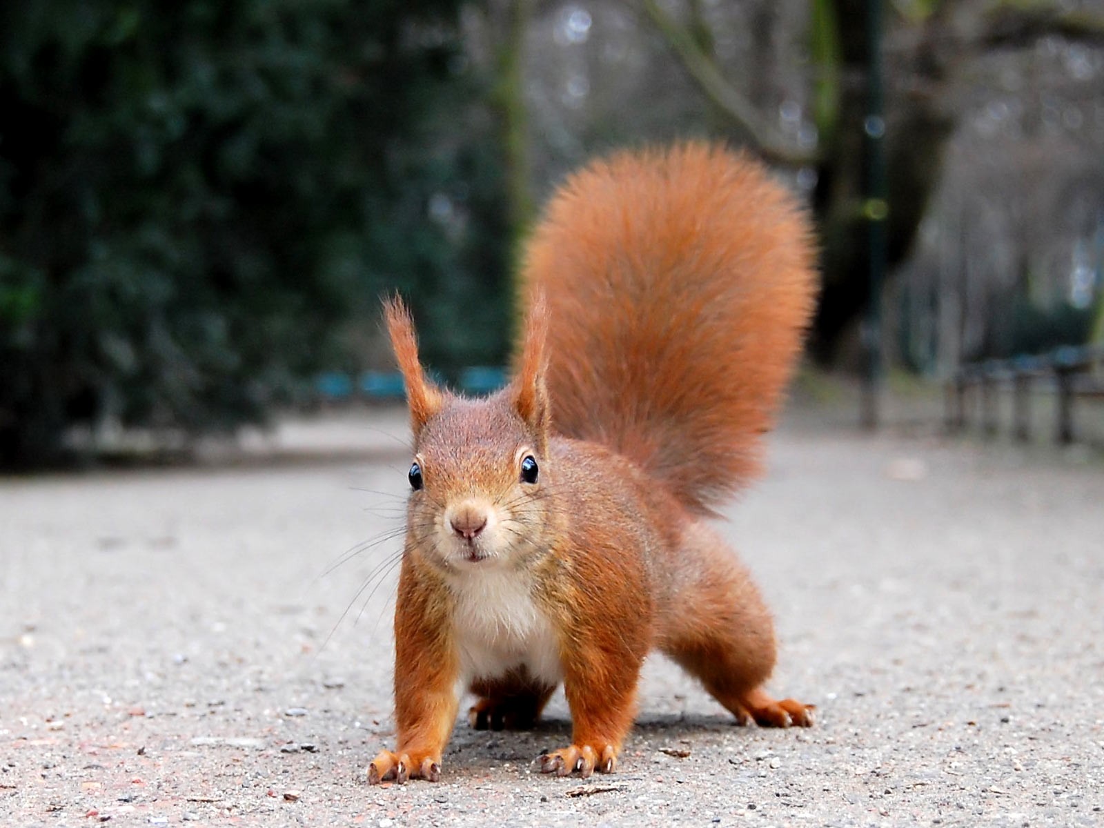 eichhörnchen rothaarige park kontrast