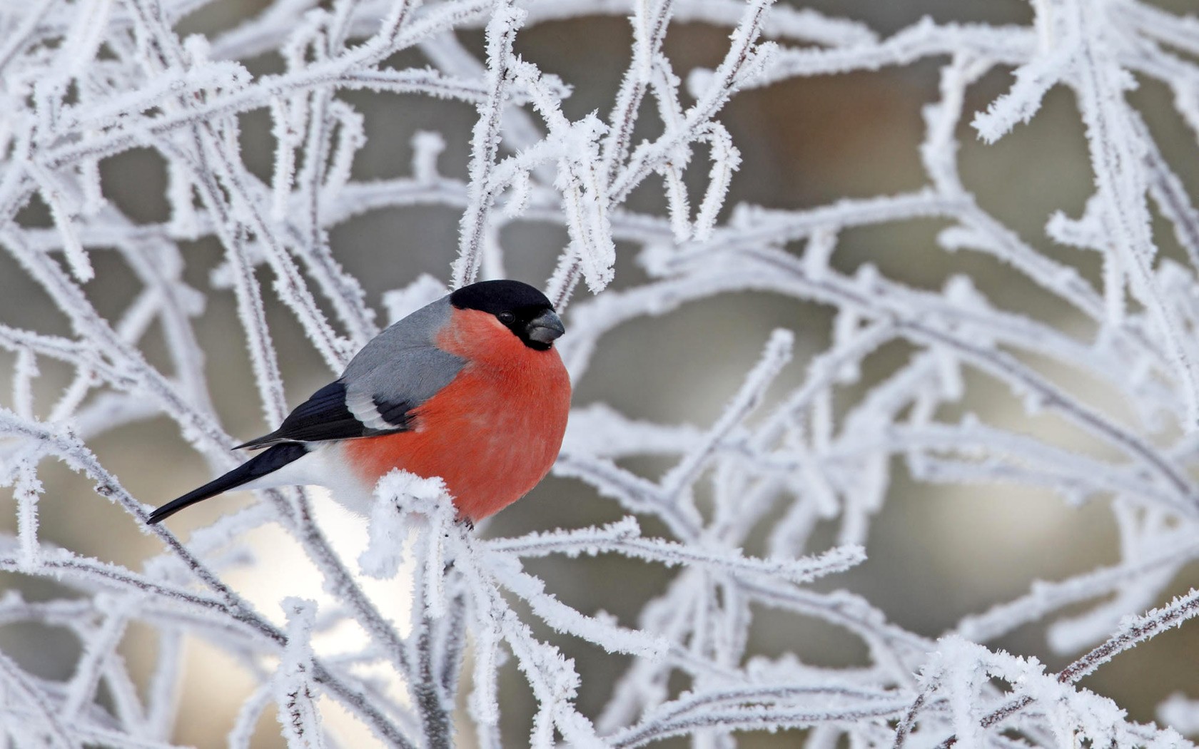 oiseau bouvreuil branche enneigée rouge et gris