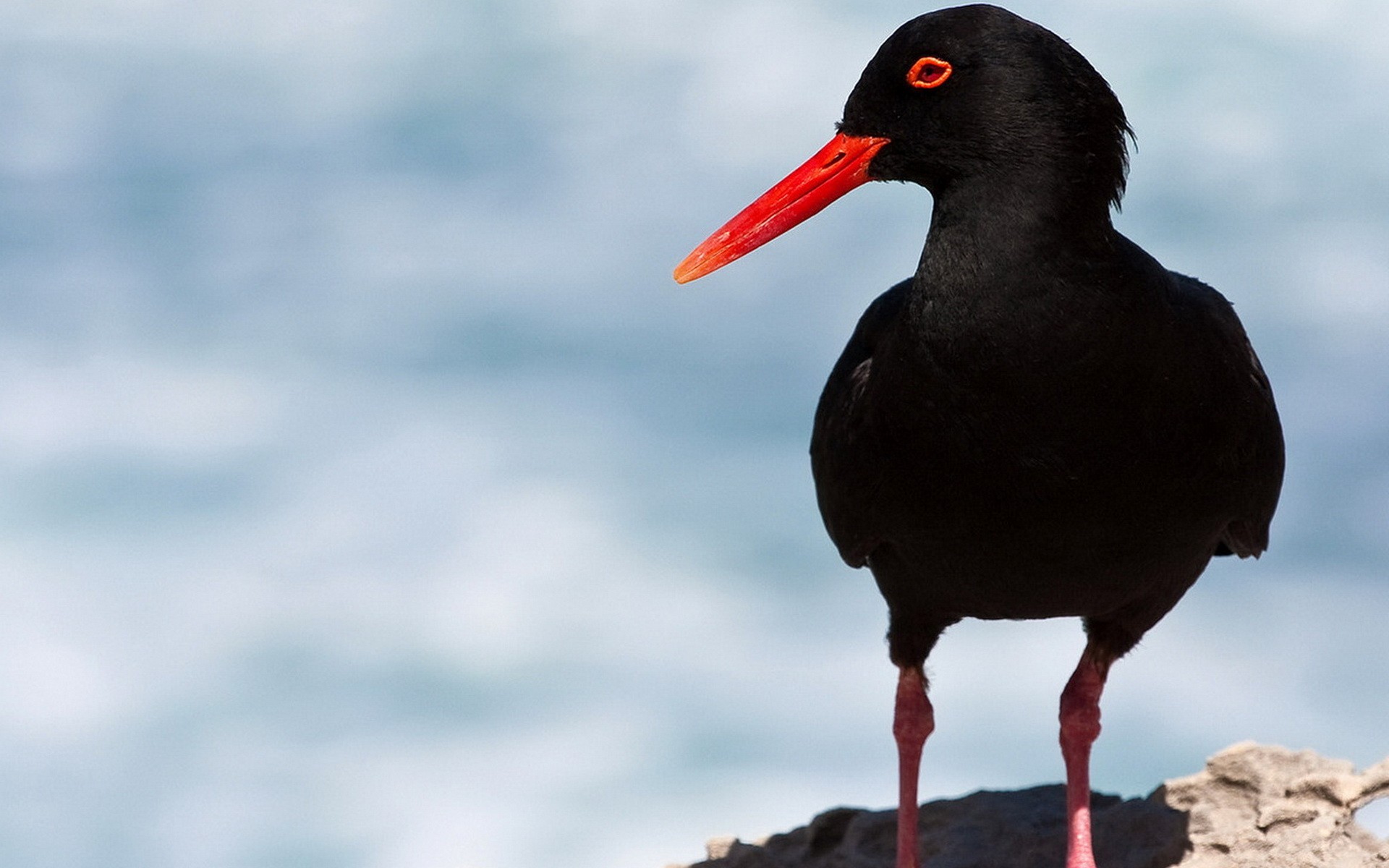 kulik-urraca pájaro negro piedra pico