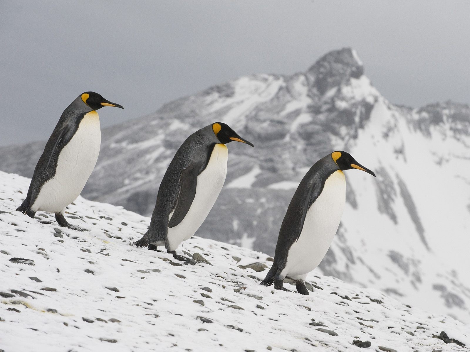 pingüinos nieve paseo