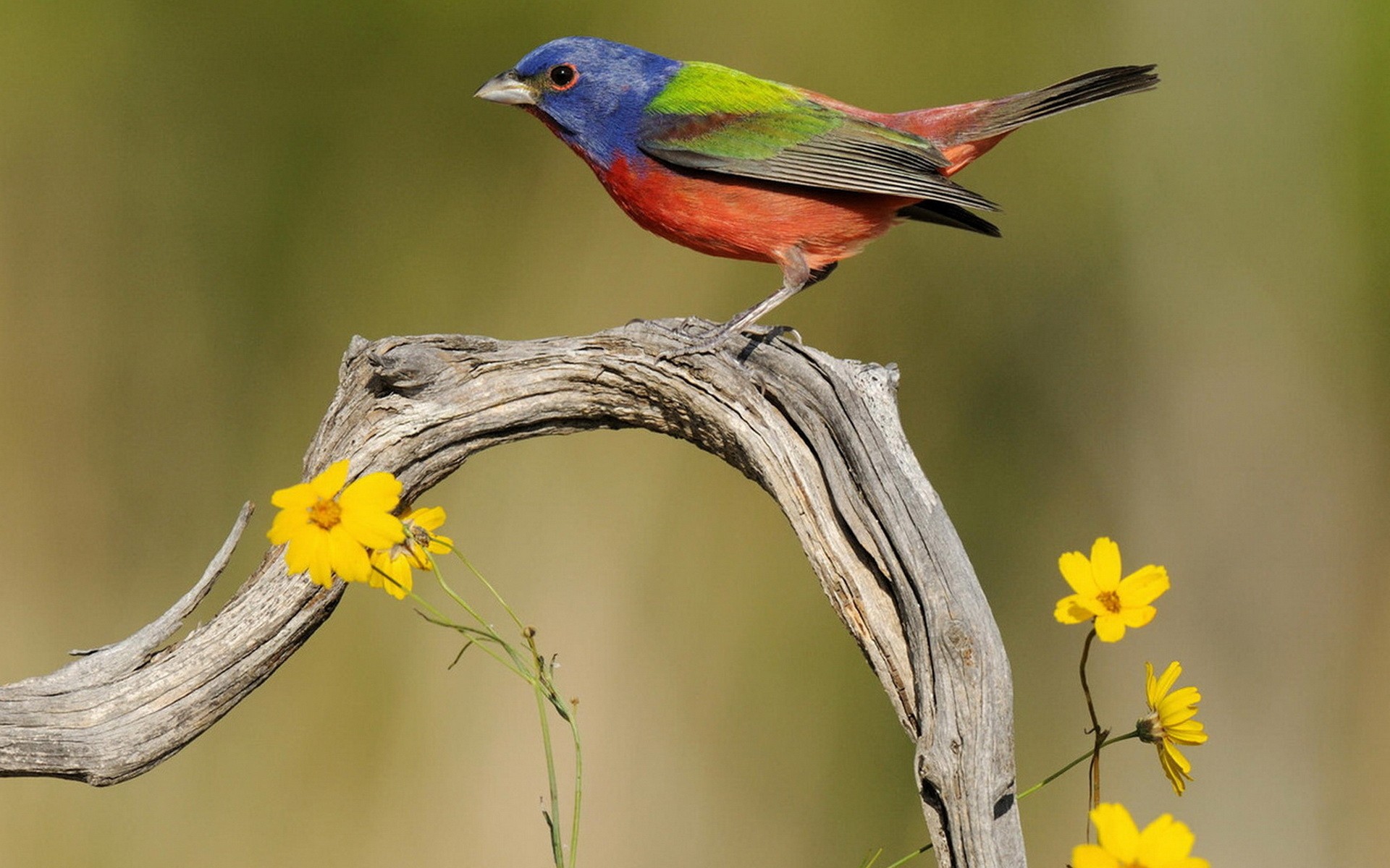 panaché farine d avoine oiseau branche fleurs