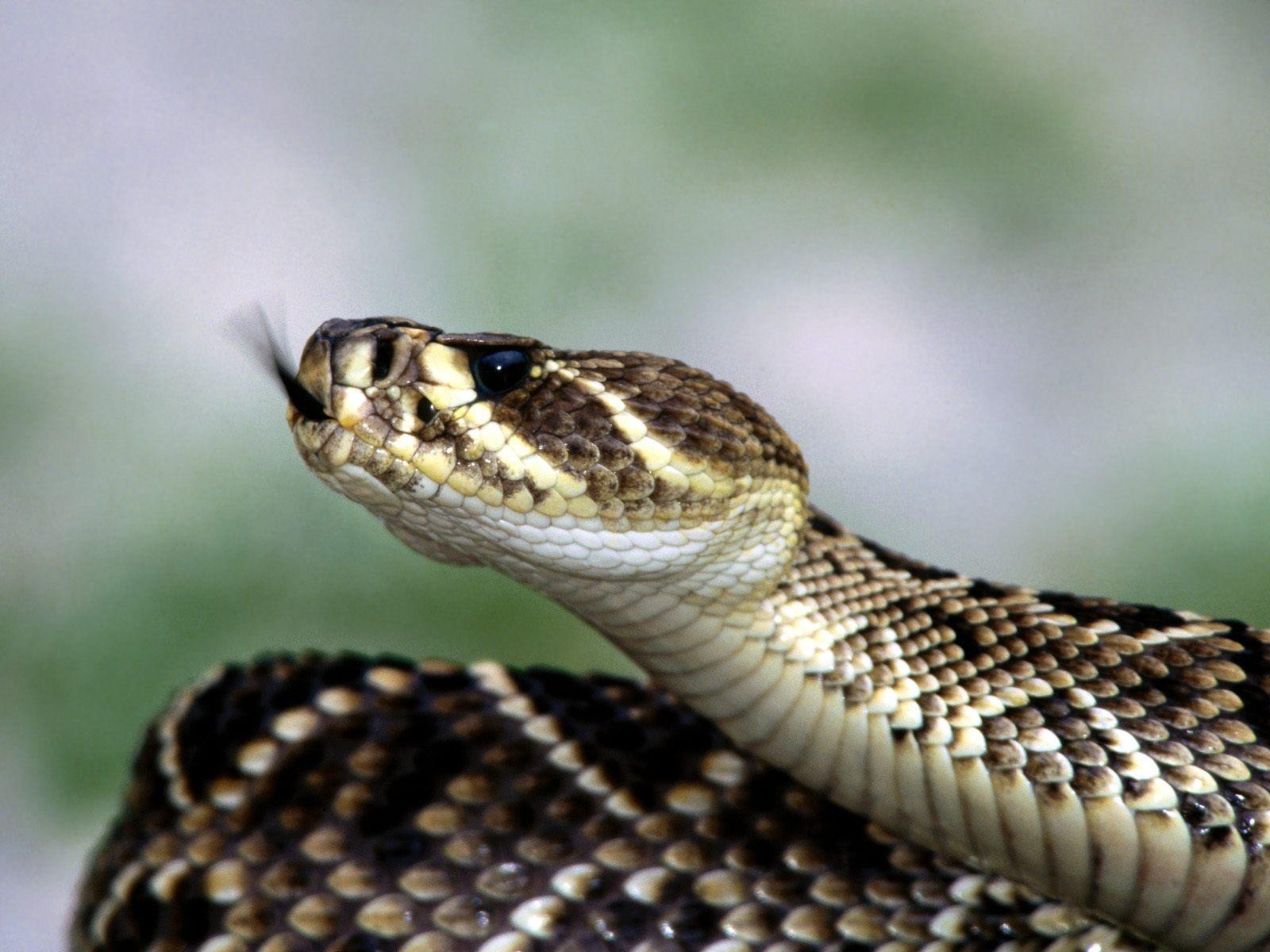 serpiente hocico lengua cuerpo