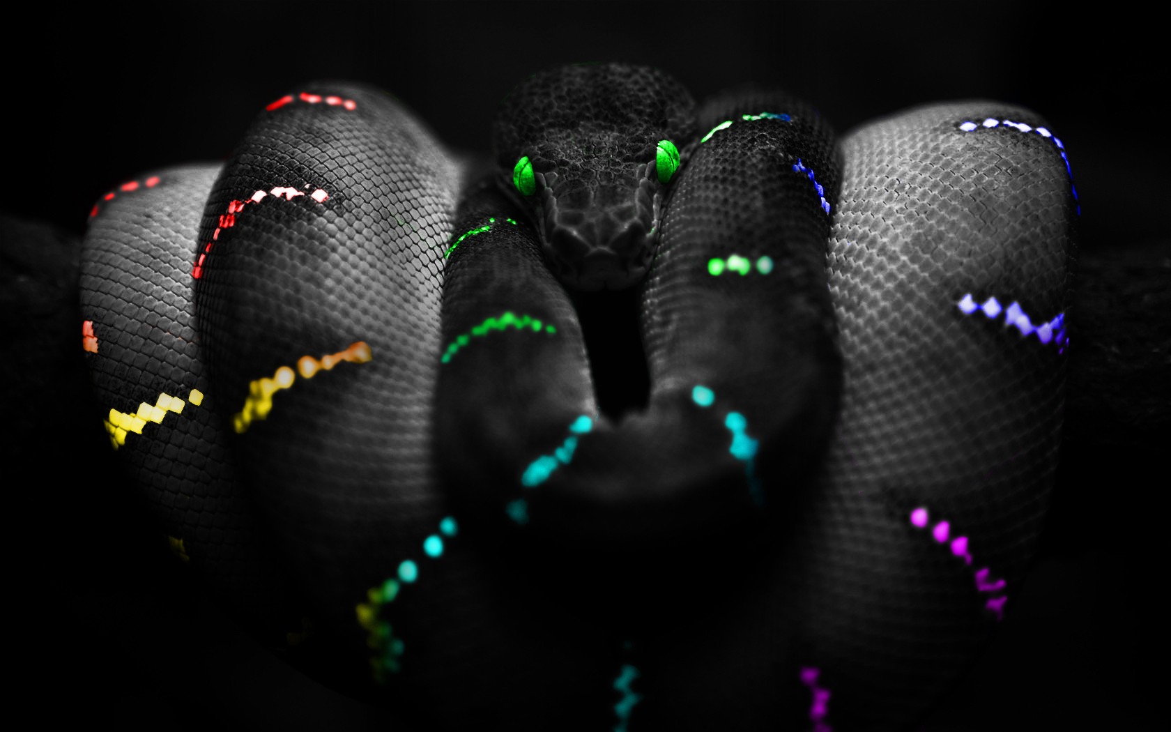 serpente di colore serpente di colore