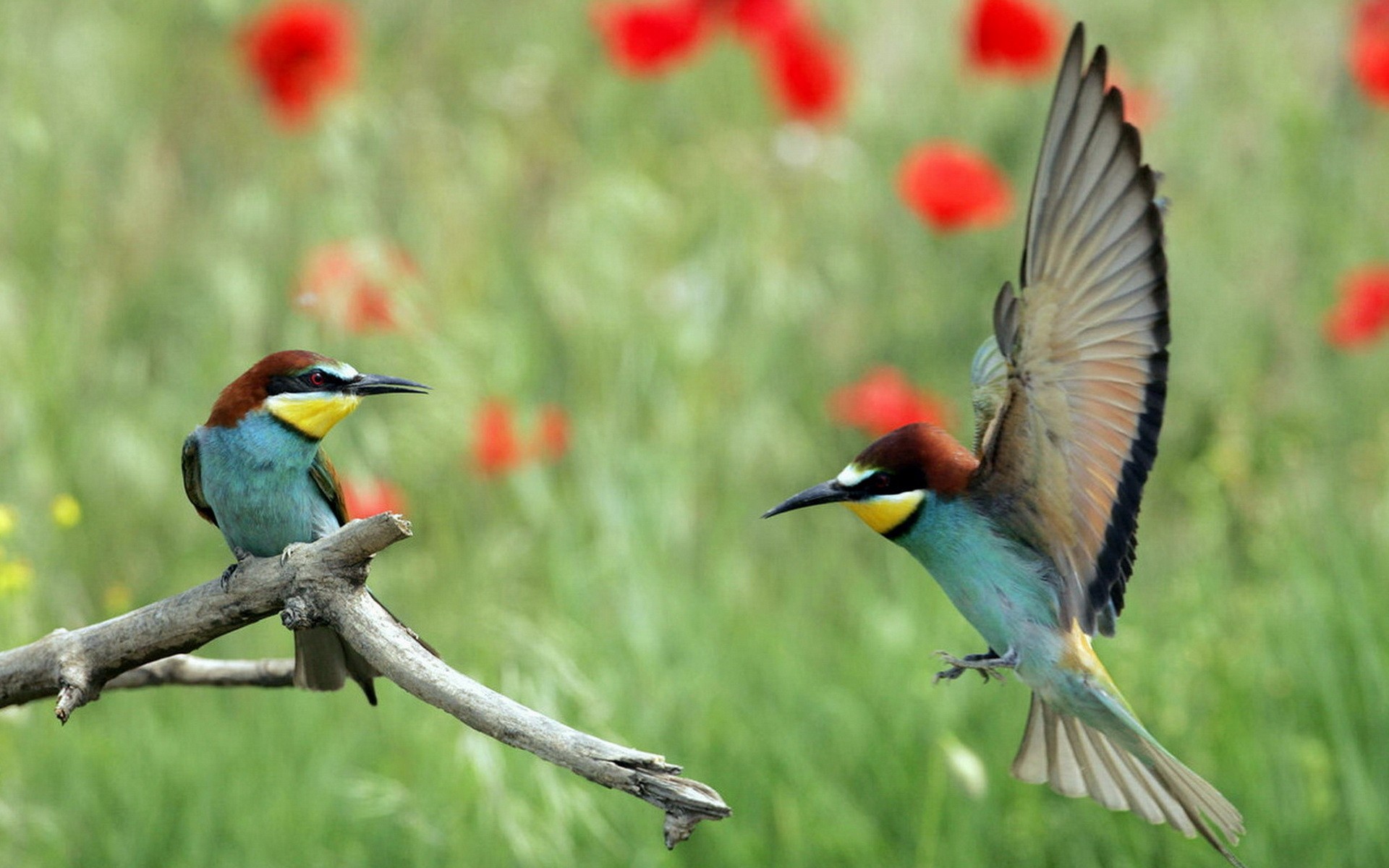 des abeilles?oiseaux jeux fleurs ailes arbre