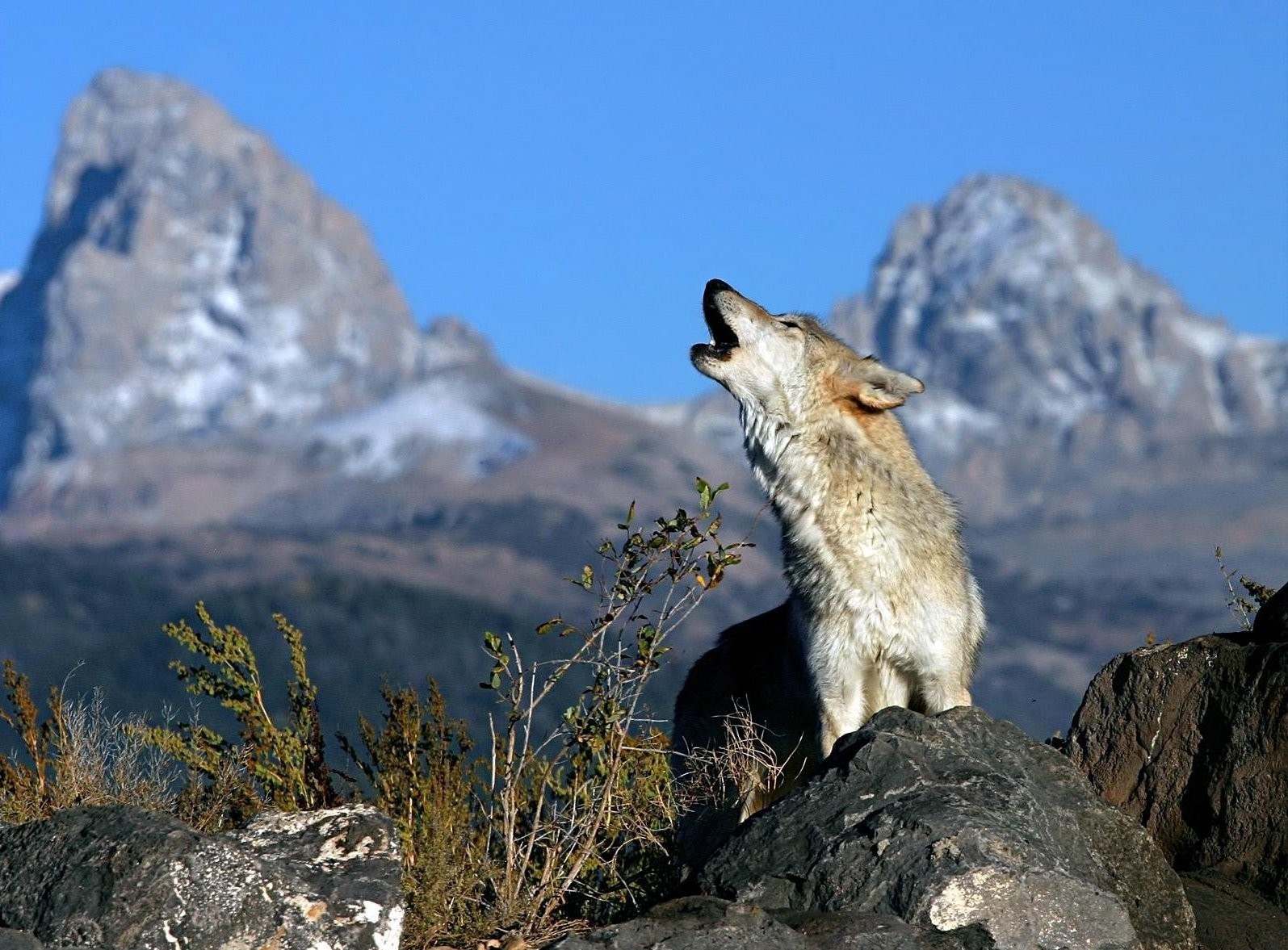 lobo montañas arbustos