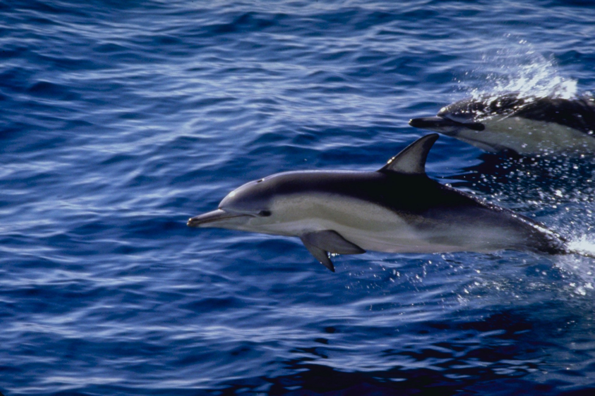 dauphins mer eau