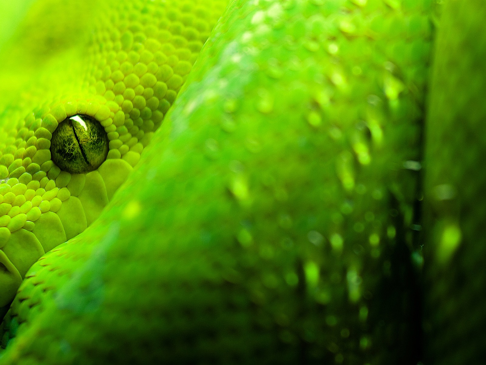 green eyes snake