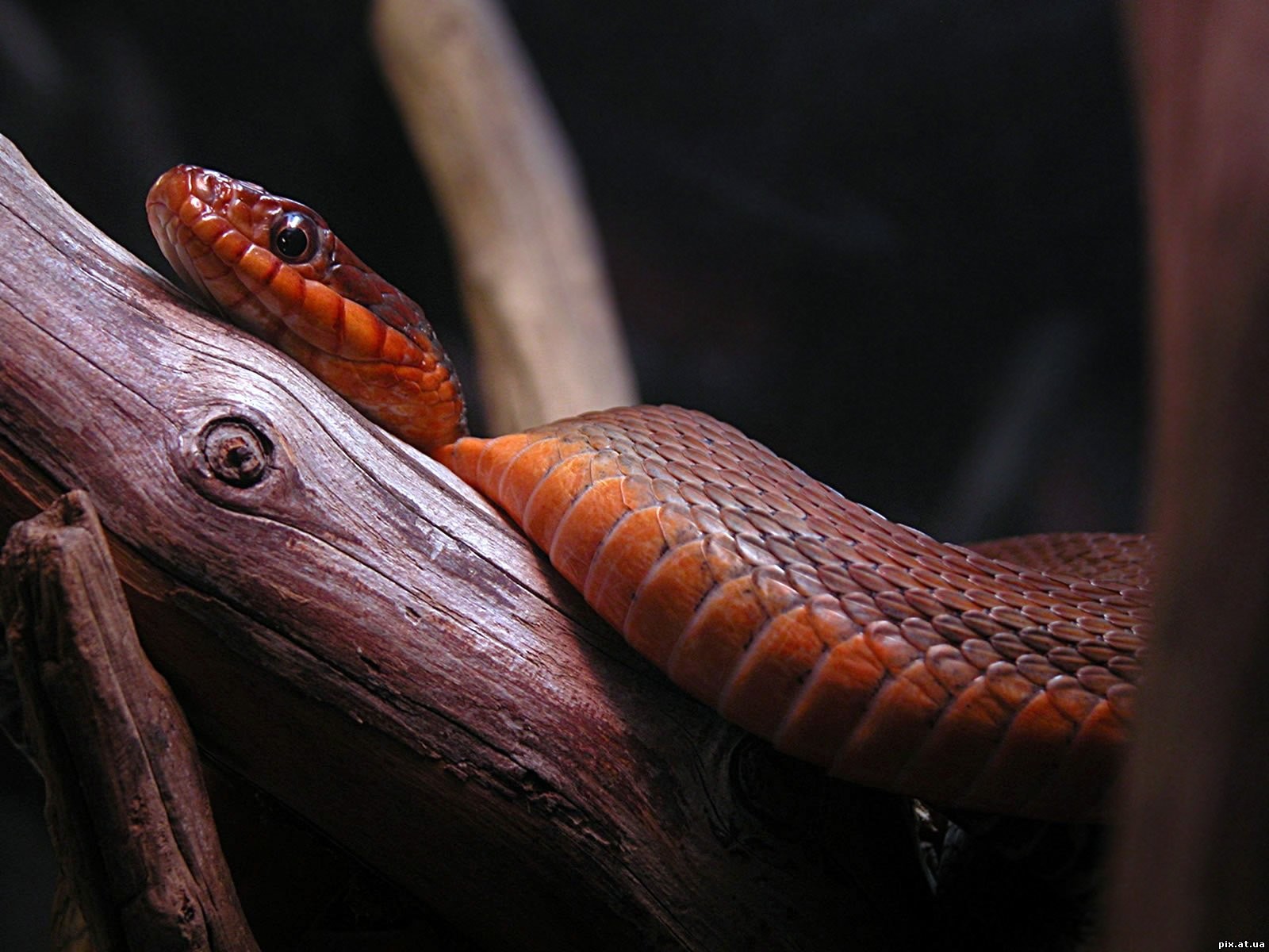 serpiente madera seco