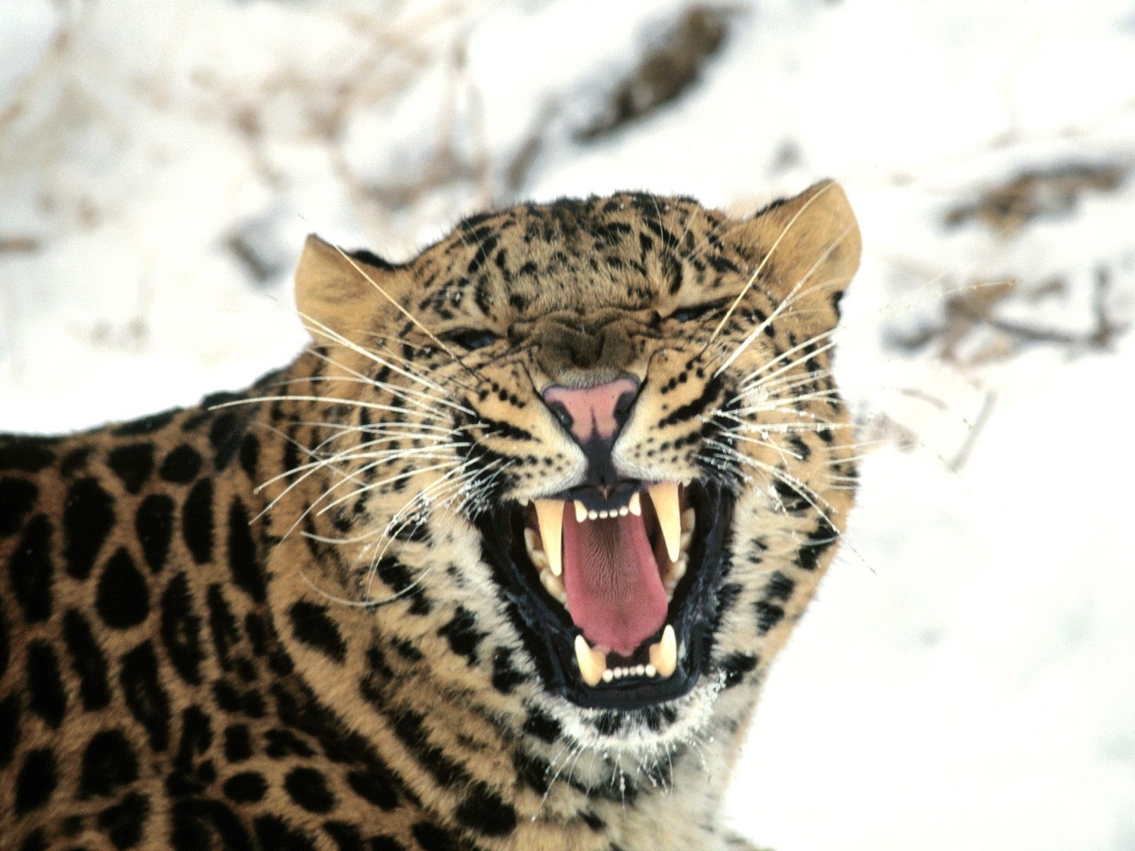 brüllen luchs zoo