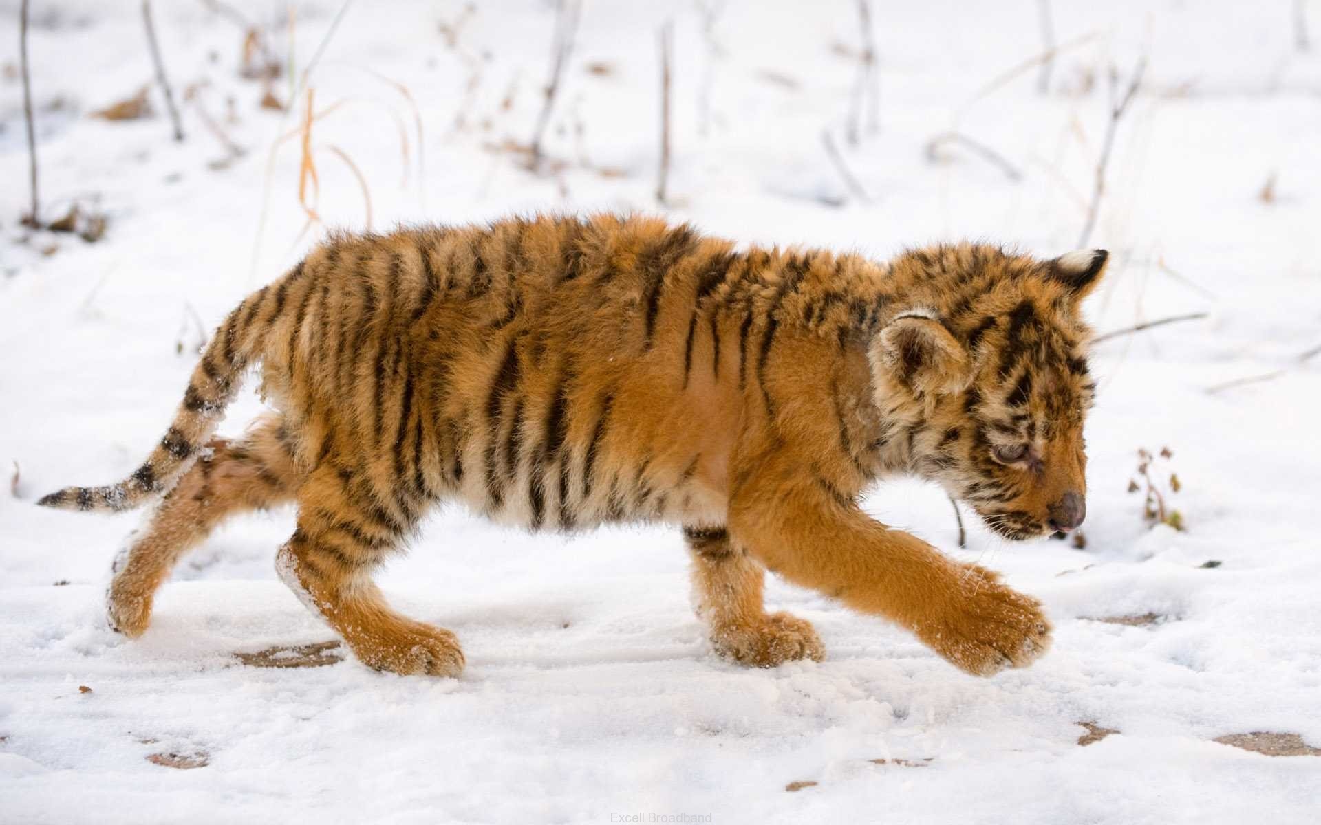 tigre bébé neige