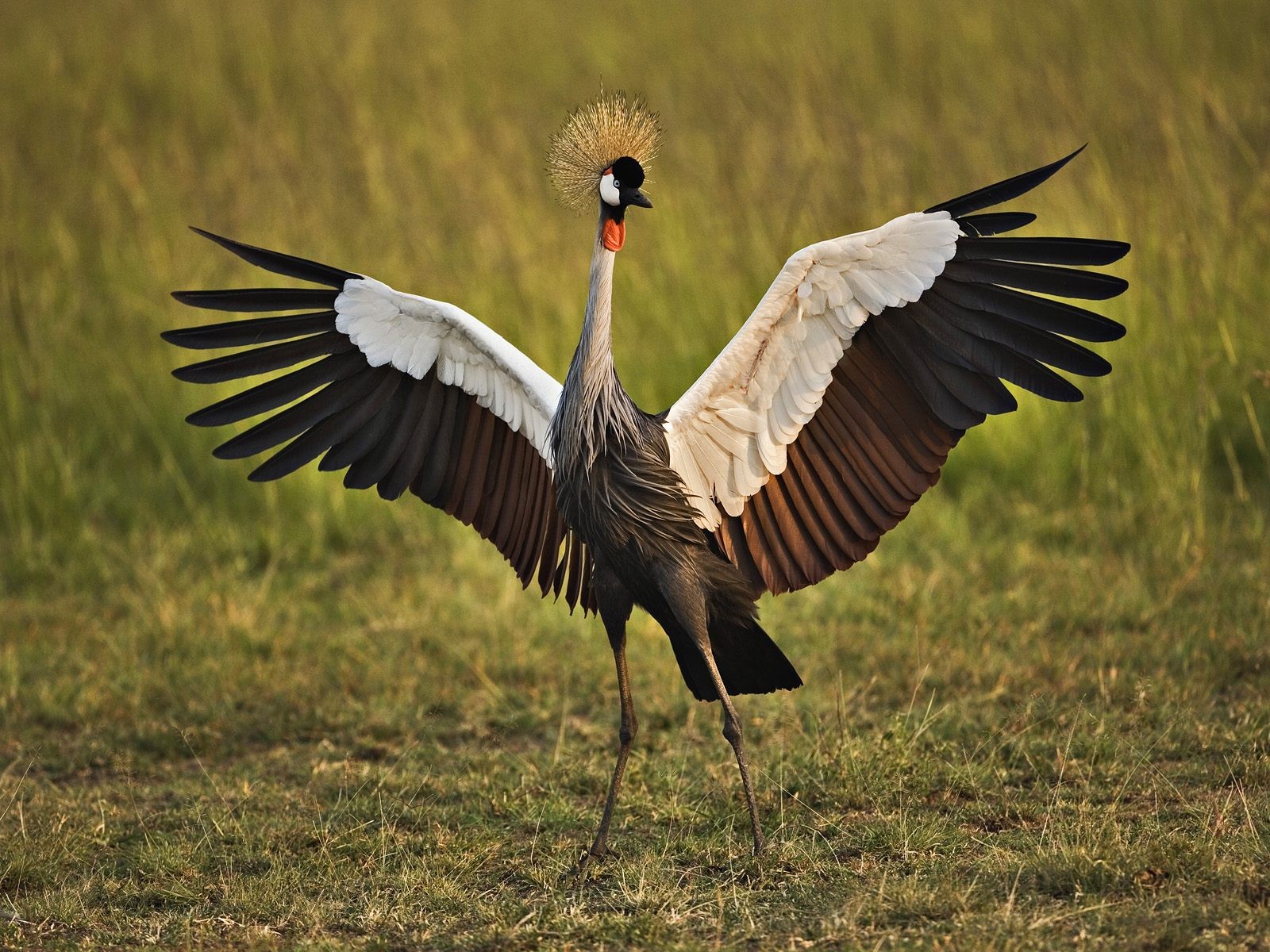 crane africa king