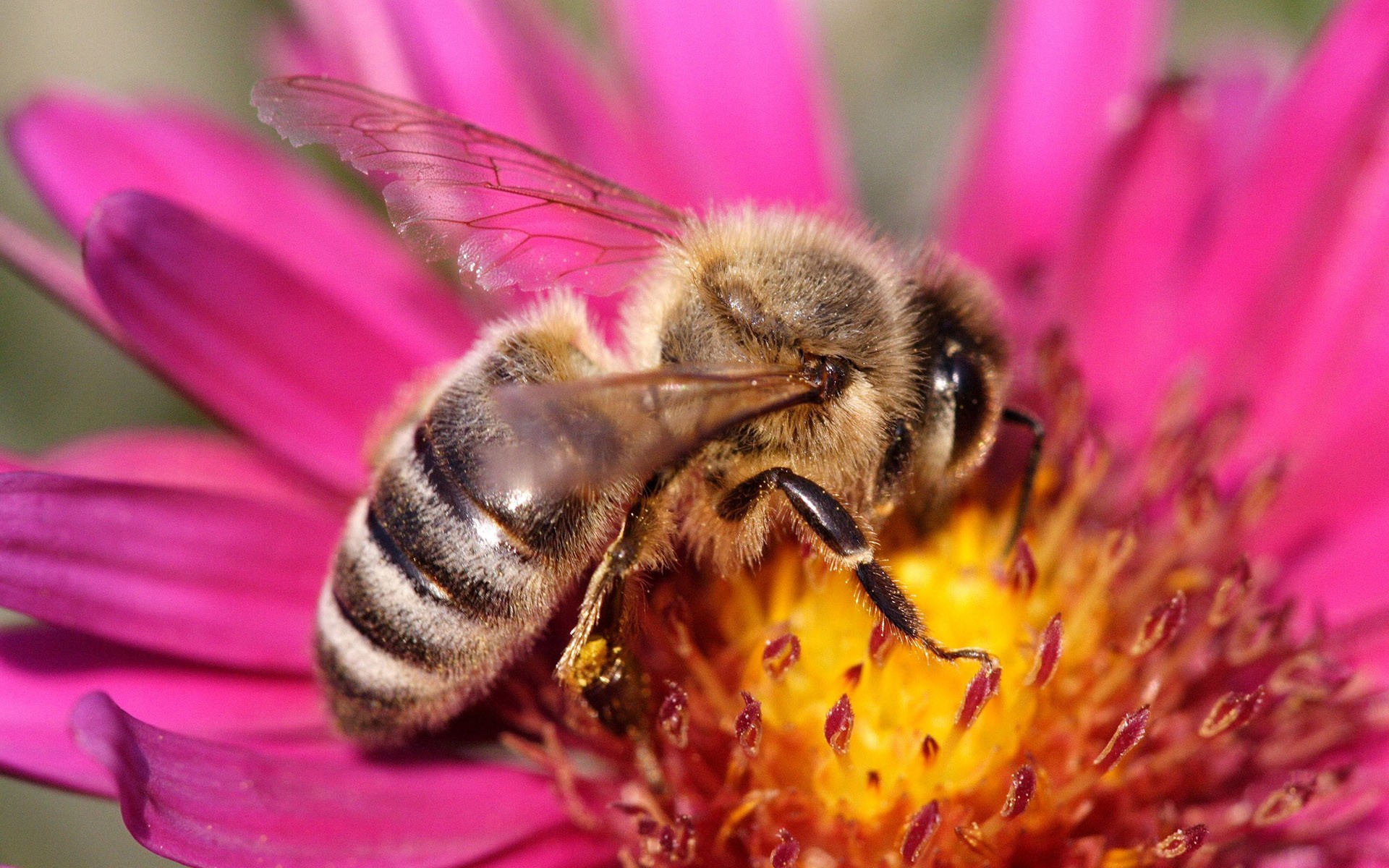 wasp flower pink close up