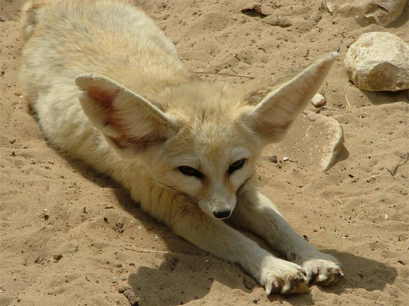 adorable orejas animal bicho raro