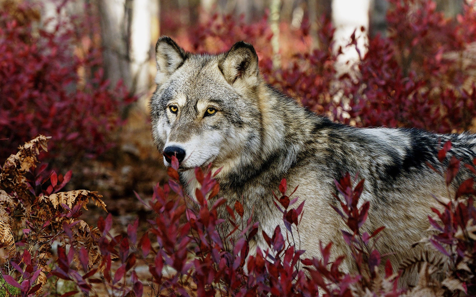 wolf view plants leave