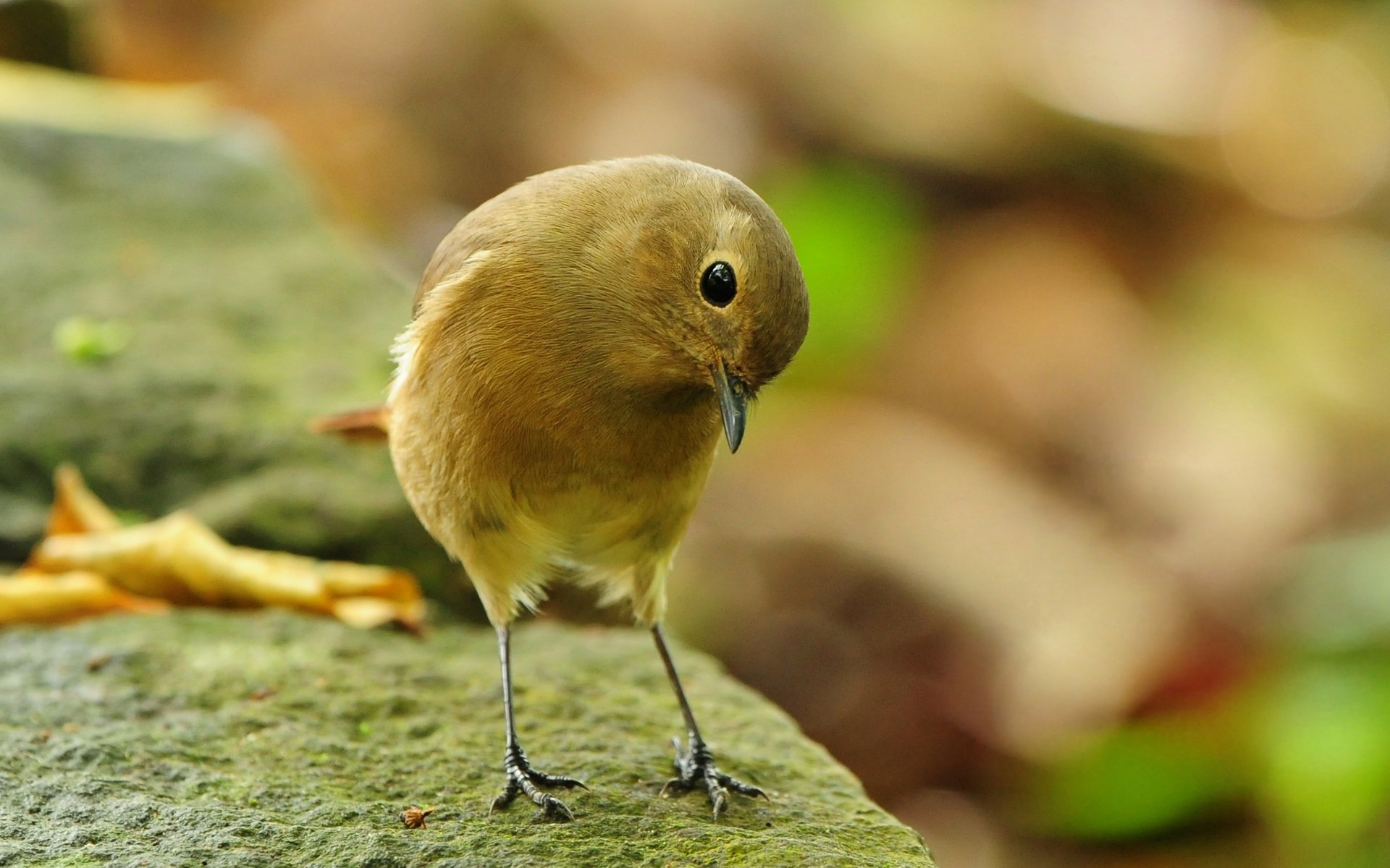 pájaro piedra pájaro pequeño