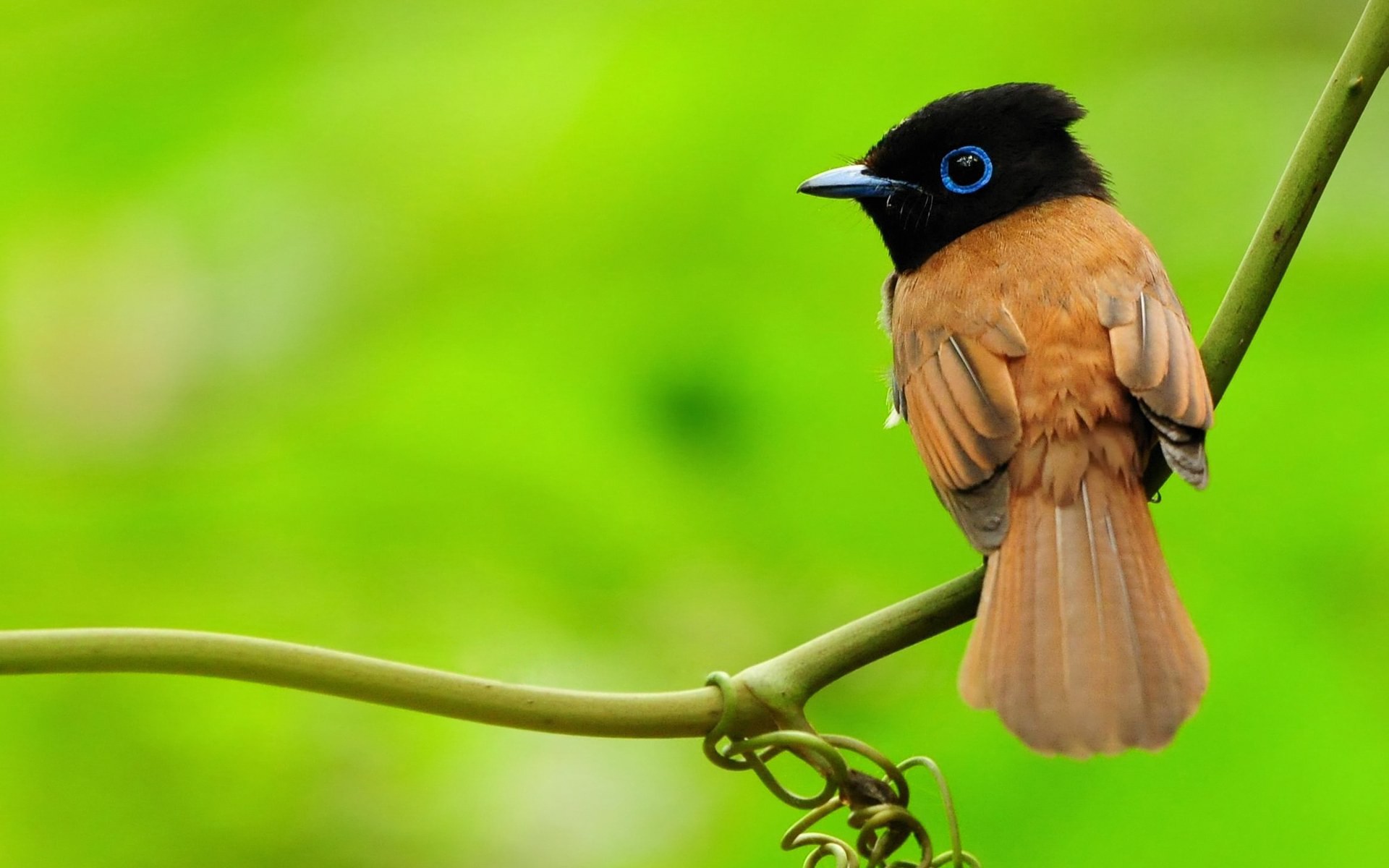 kleiner vogel zweig vogel vogel