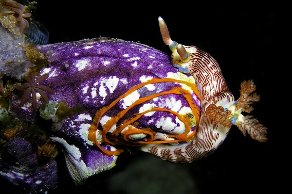 Photo of a purple clam in the sea