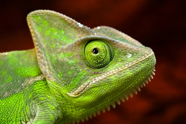 Vue de portrait de caméléon vert