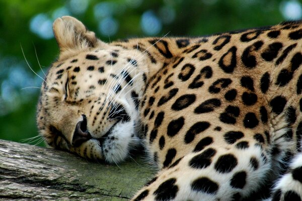 Leopard sleeps on a tree lying down