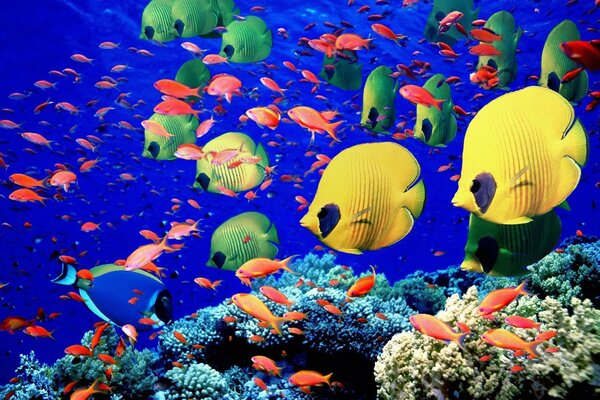 Monde sous-marin de poissons colorés et de coraux